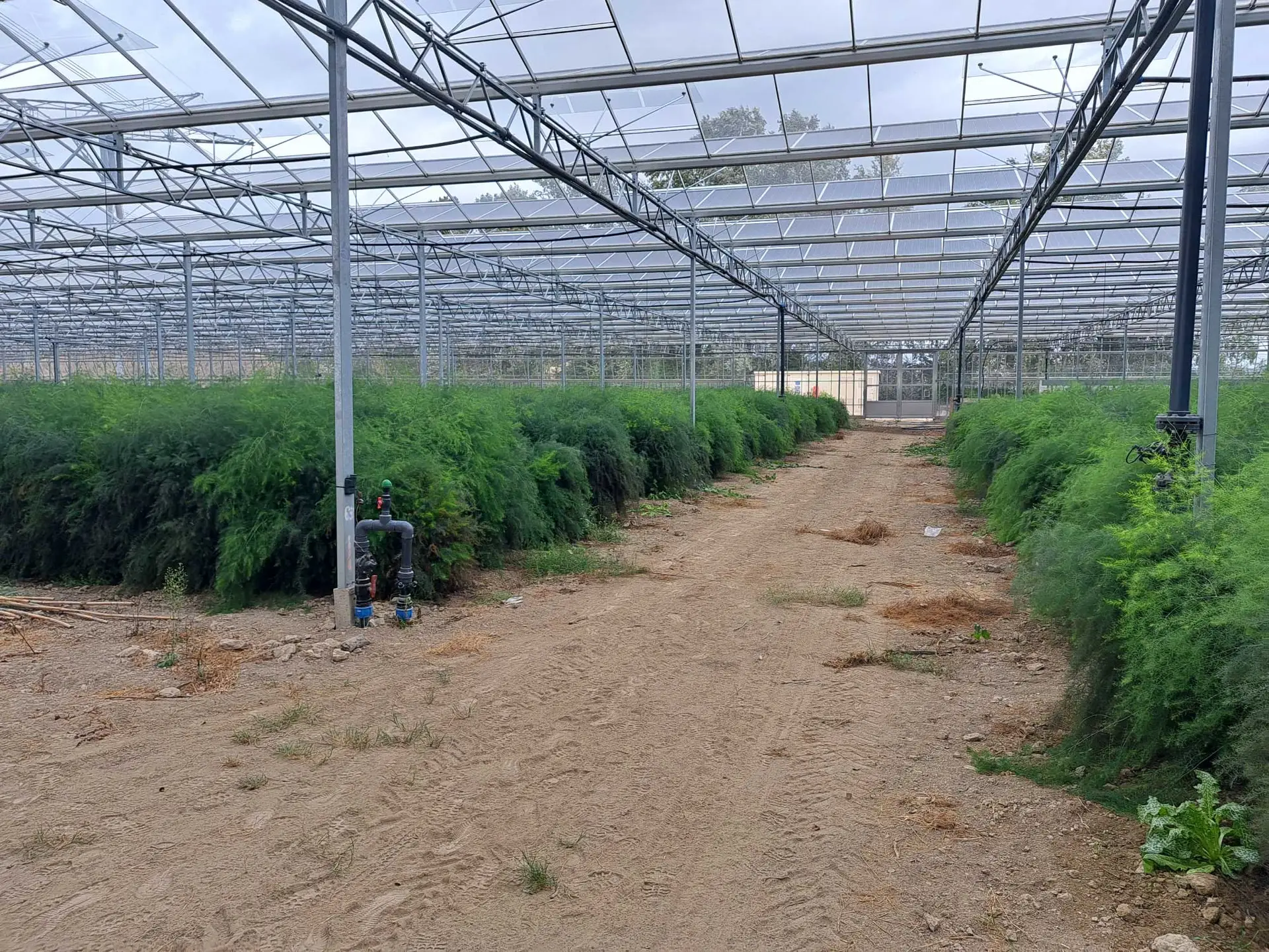Goutte à goutte et micro-aspersion d'une aspergeraie sous serre photovoltaïque