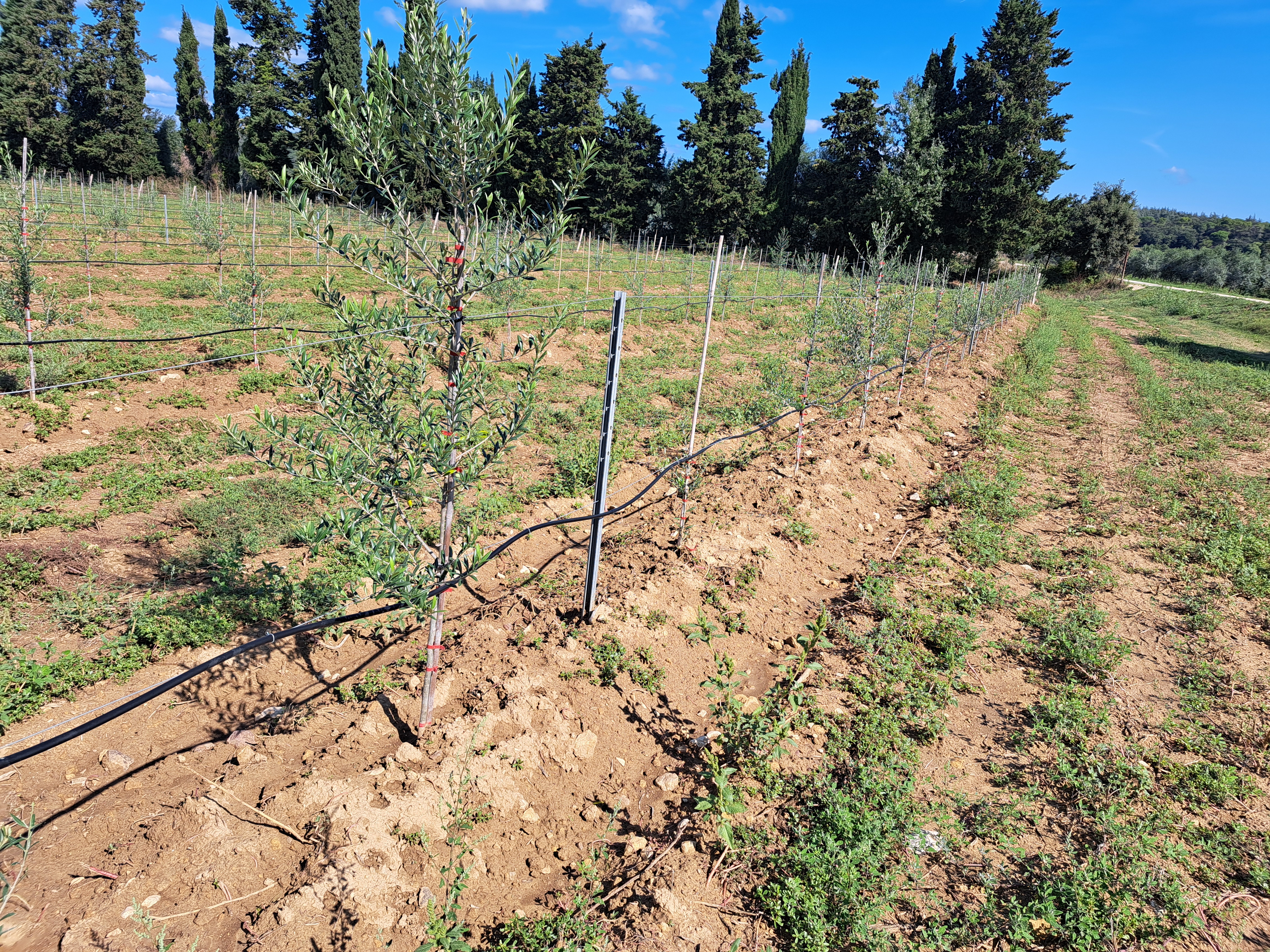 Installation d’un système d’irrigation pour oliviers avec pompage, ferti-irrigation et automatisation