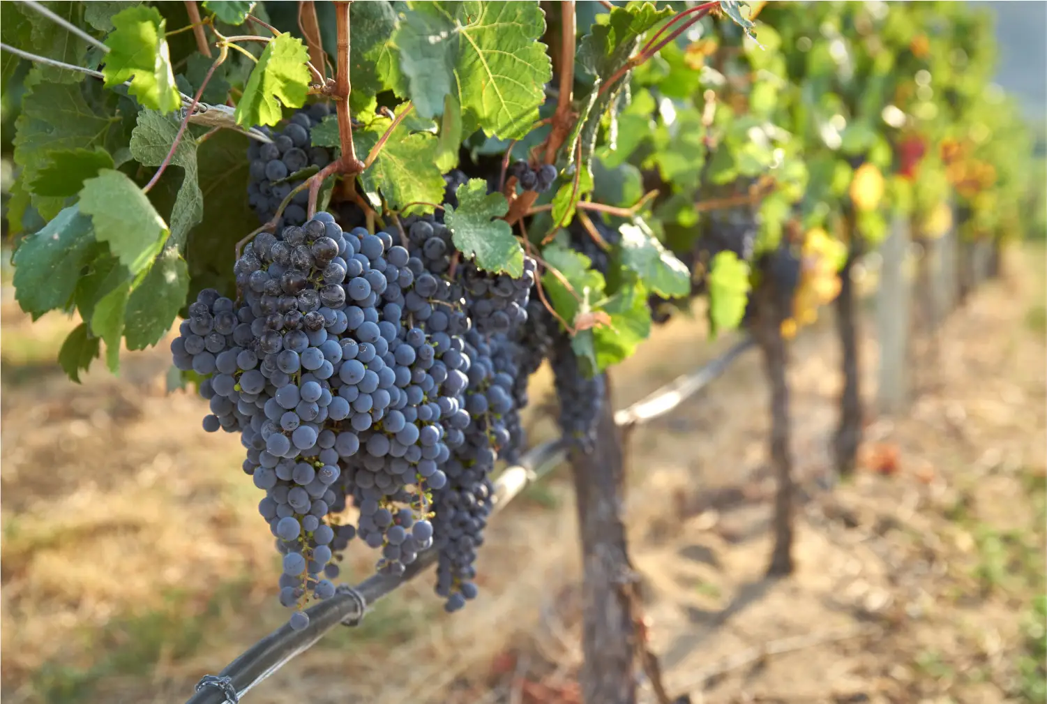 irrigation viticulture