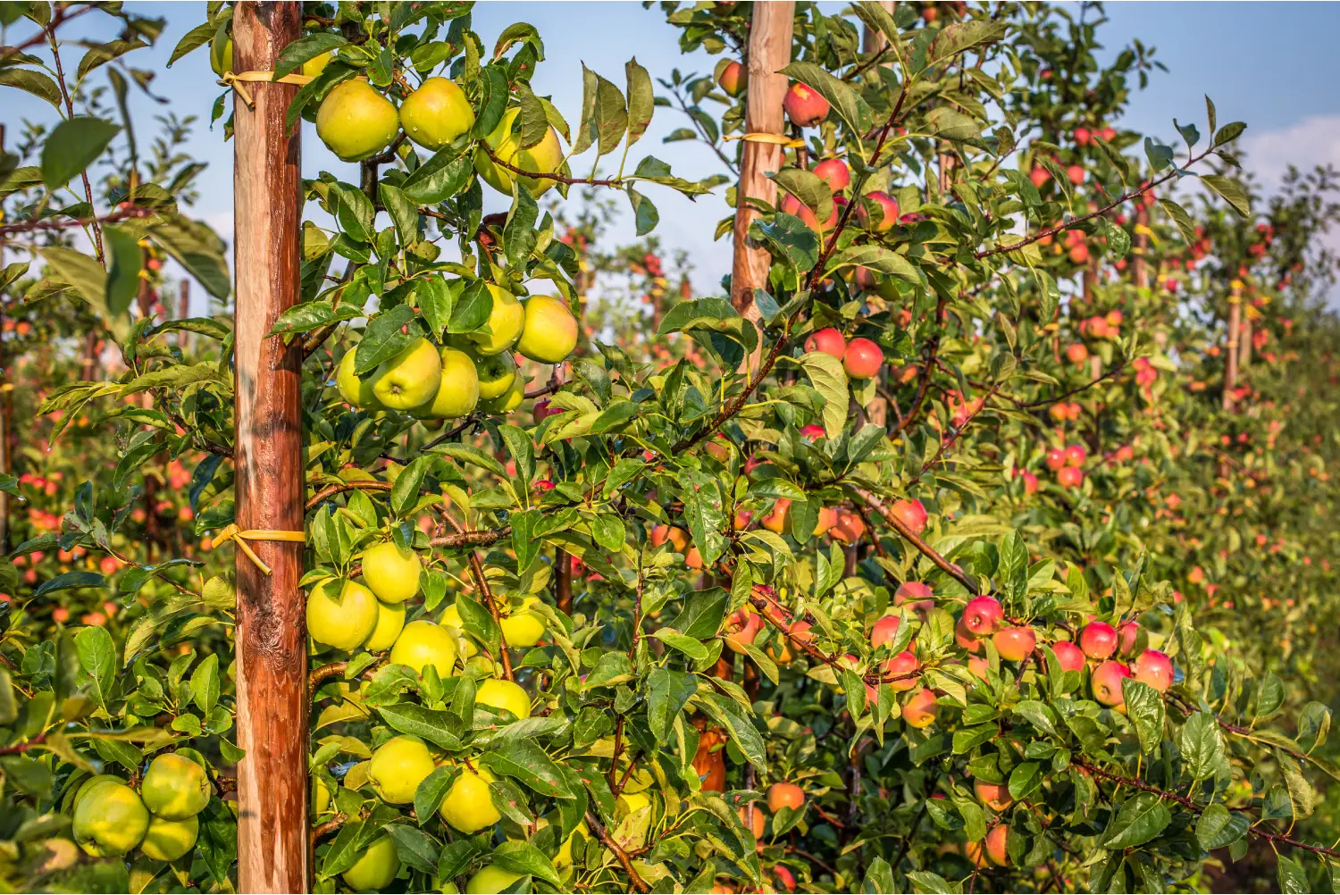 irrigation arboriculture